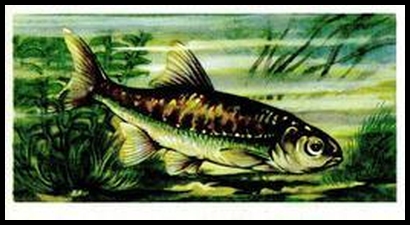 73BBFF 16 Minnow.jpg